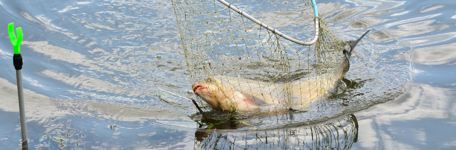fish in a net fish in a net