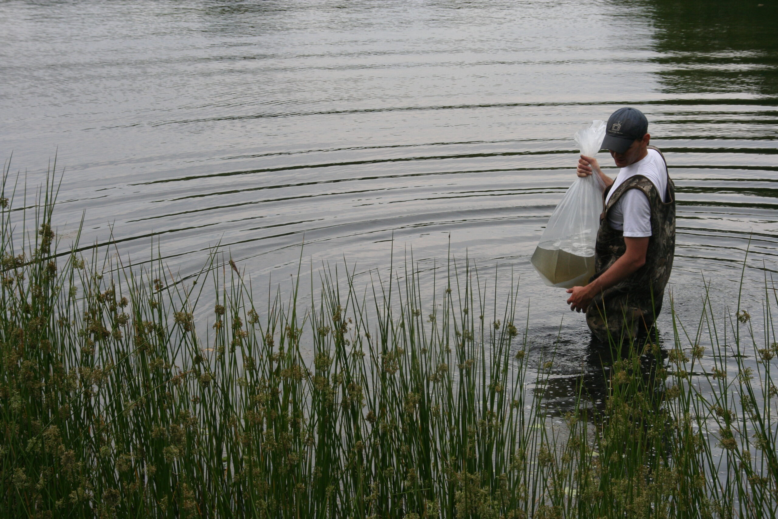 fish in pond man introducing fish to a pond