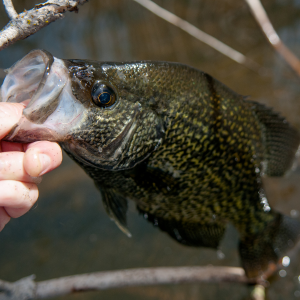 Black Crappie Fish
