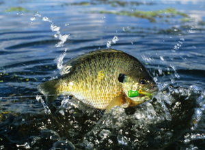 Bluegill fish jumping out of water.
