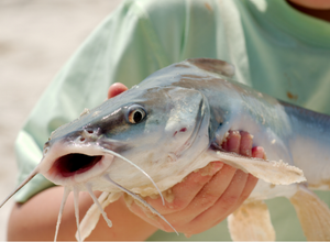 Person holding catfish.
