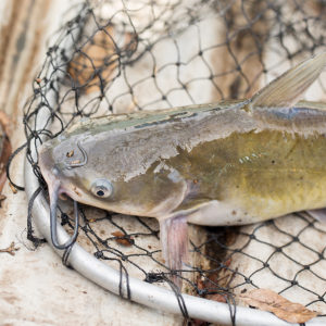 Large Chanel Catfish