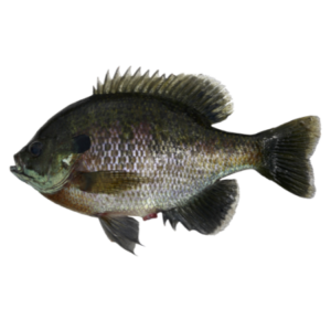 Coppernose Bluegill Fish