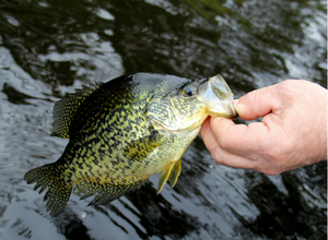 Crappie Fish being held over water.