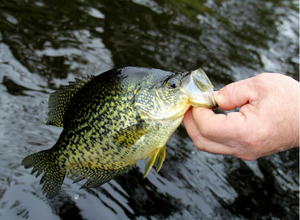 Half Acre - Pond Package - Stock My Pond