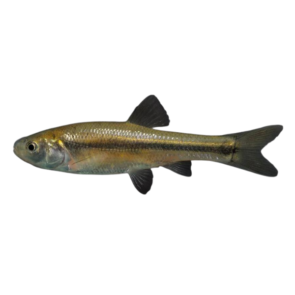 Fathead Minnow Stock My Pond