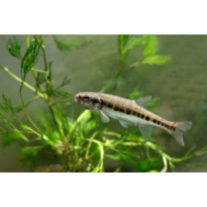 Fathead Minnow Fish