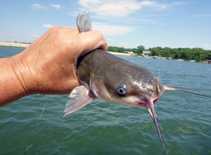 Person holding grown catfish