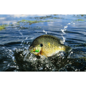 Hybrid Bluegill