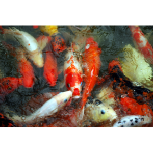 Japanese Koi Fish. Pond fish. 