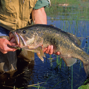 Largemouth Bass