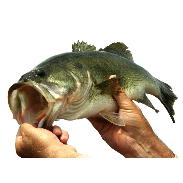 Largemouth Bass - Stock My Pond