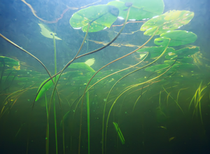 Fertilizer | Stock My Pond