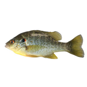 Redear Sunfish 