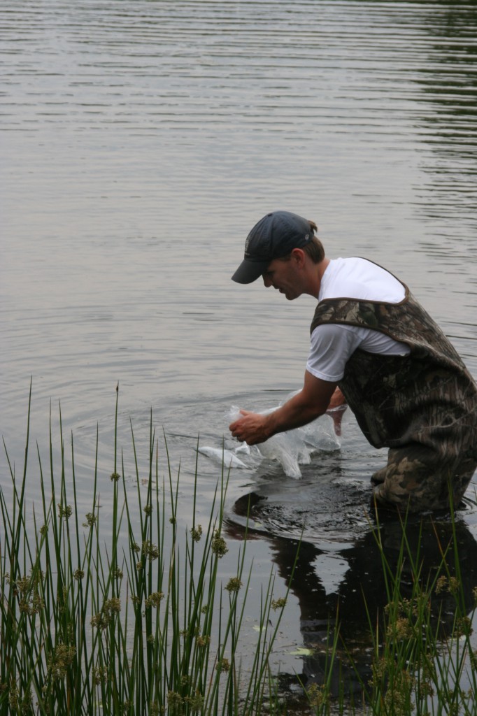 8 Ways to Introduce Fish to Your Pond or Lake Stock My Pond
