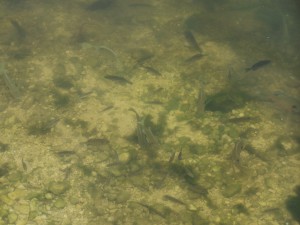 Fall fish feeding