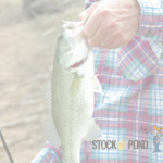 Stock My Pond Fish 2