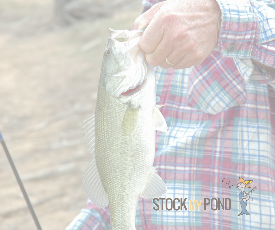 Stock My Pond Fish 2 Stock My Pond