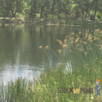 Stock My Pond Pond