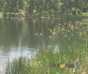 Pond Stocking in Vici, Oklahoma