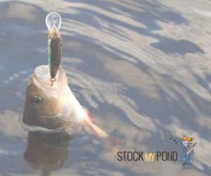 Stock My Pond Visits Elgin, TX