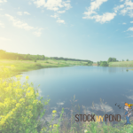 Stock My Pond lake view