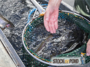 Live fish in a net. Pond packages fish options