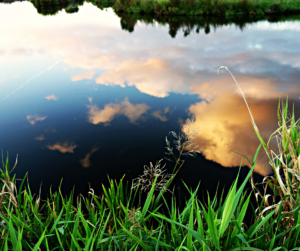 Considerations For Your Pond
