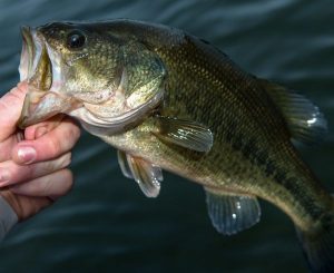 Stock My Pond visits Opp Co-Op in Alabama. Bass fish.