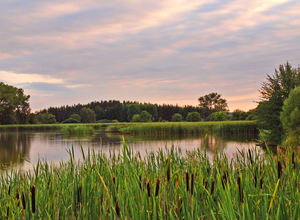 Products to create a healthy pond