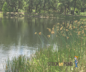 Stock My Pond Fish delivery truck 